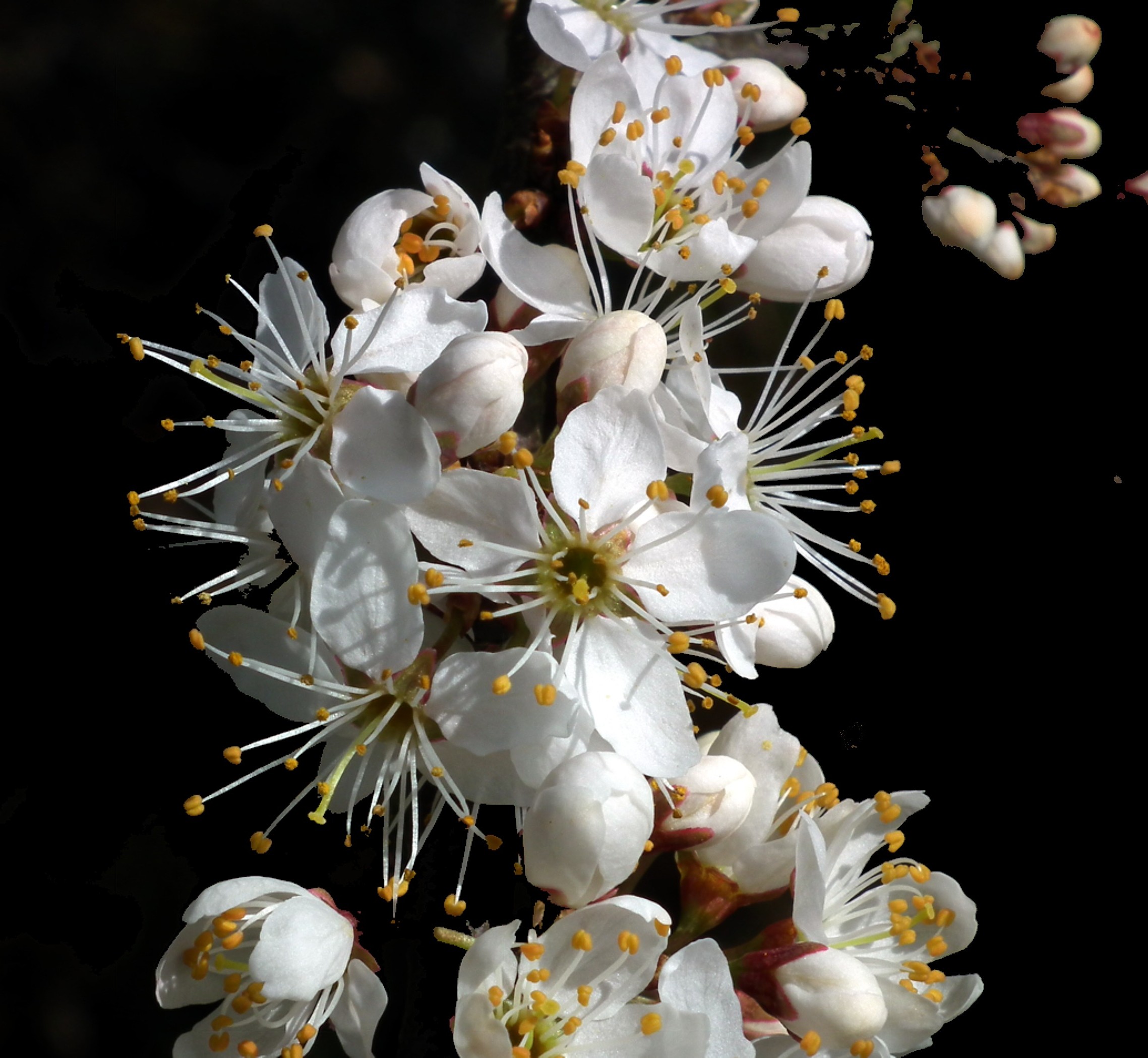 Bryntail Blossom Bill Bagley Photography